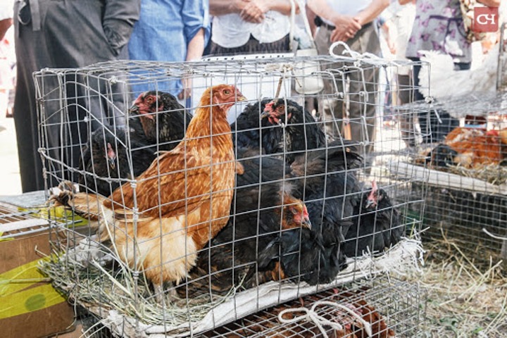 Вся домашняя птица уничтожена в омских деревнях из-за птичьего гриппа