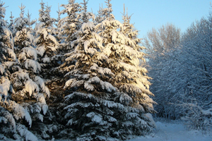 Правительство Новосибирской области обустроило «Барсуковскую пещеру» и «Елбанские ельники»