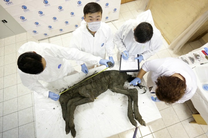 Ученые впервые обнаружили жидкую кровь в туше древнего жеребенка из Якутии