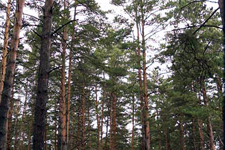 Мэрия Новосибирска одобрила проект тоннеля под Заельцовским бором