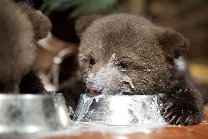 Иркутские судьи взяли шефство над подброшенными медвежатами