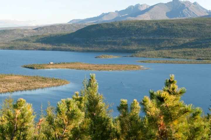 Искусственный интеллект научился распознавать сибирские леса