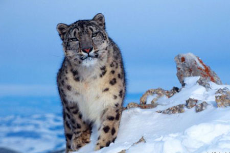 В Туве впервые удалось заснять снежного барса, поедающего добычу В Туве впервые удалось заснять снежного барса, поедающего добычу
