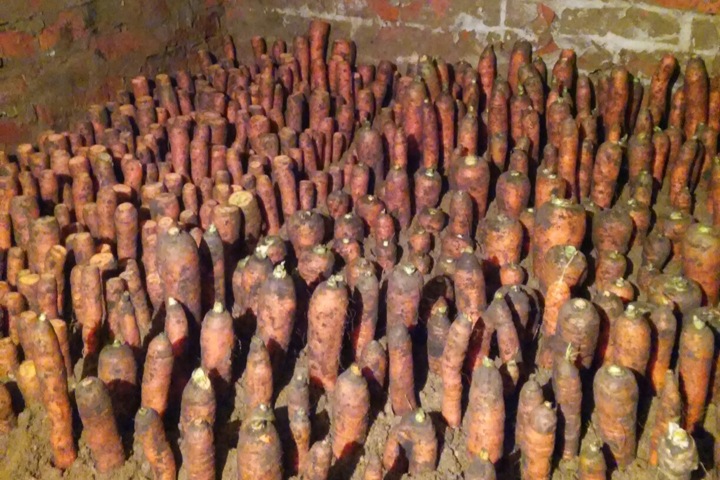 Новосибирская колония решила купить семена моркови в 10 раз дешевле после публикации Тайги.инфо Новосибирская колония решила купить семена моркови в 10 раз дешевле после публикации Тайги.инфо