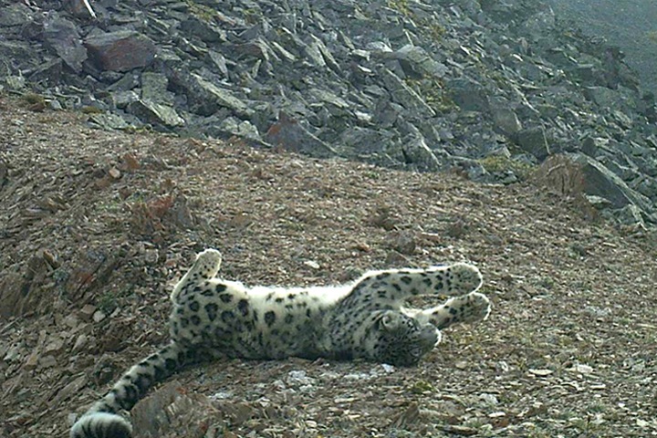 Алтайские снежные барсы начали получать «электронные паспорта»