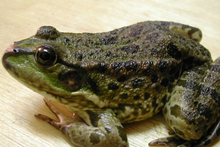 Российские ученые нашли «лягушек-двойников» с разной генетикой