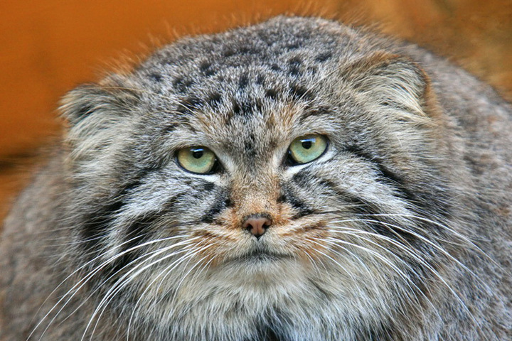 ФСБ задержала в Бурятии американцев, изучавших животных ФСБ задержала в Бурятии американцев, изучавших животных