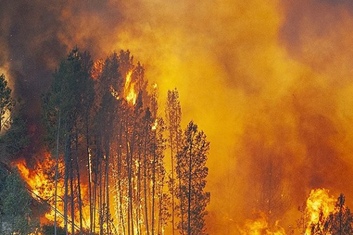 Власти не тушат более 1,7 млн га леса в Сибири Власти не тушат более 1,7 млн га леса в Сибири