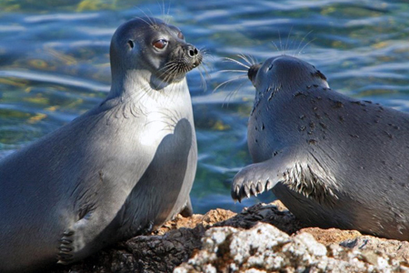 Всемирный банк приостановил проект строительства монгольских ГЭС ради Байкала