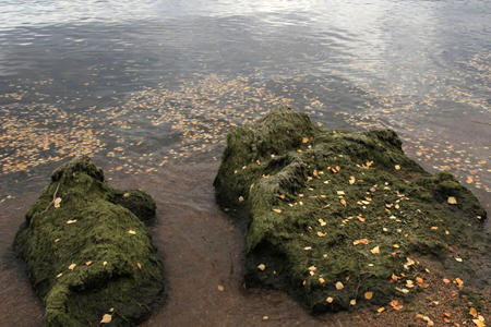 Депутат Будуев призвал отказаться от порошков с фосфатами ради Байкала Депутат Будуев призвал отказаться от порошков с фосфатами ради Байкала