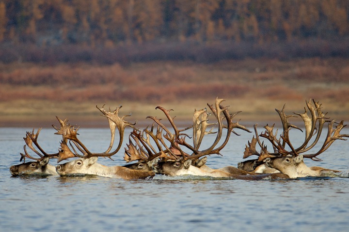 «Заповедники Таймыра»: К 2020 году популяция оленя может сократиться до 150 тыс. особей «Заповедники Таймыра»: К 2020 году популяция оленя может сократиться до 150 тыс. особей