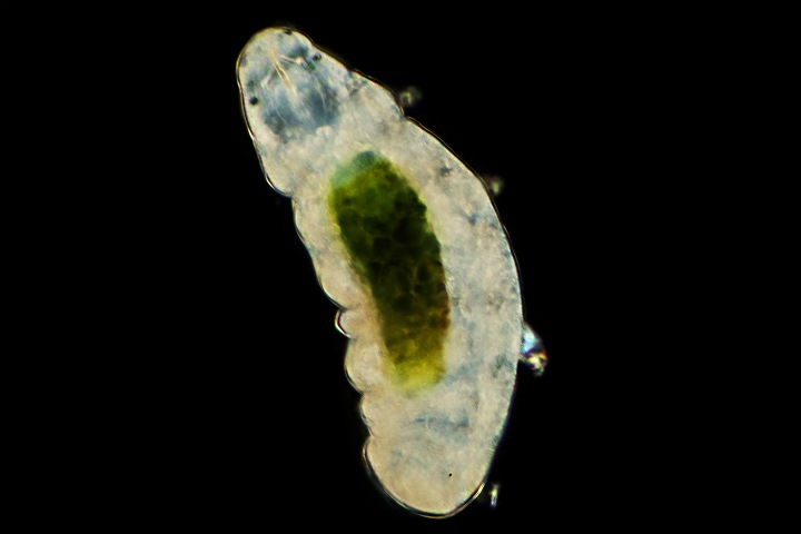 Ученый нашел новый вид животных-супергероев. Они способны выживать в любых условиях Ученый нашел новый вид животных-супергероев. Они способны выживать в любых условиях