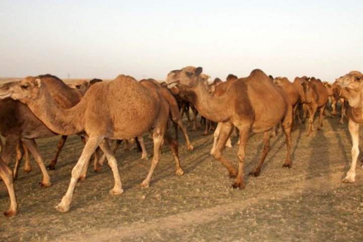 Верблюда обвинили в убийстве омского пастуха Верблюда обвинили в убийстве омского пастуха