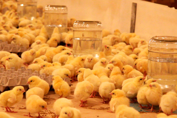 Виктор Назаров бесплатно раздаст миллион цыплят малоимущим омичам