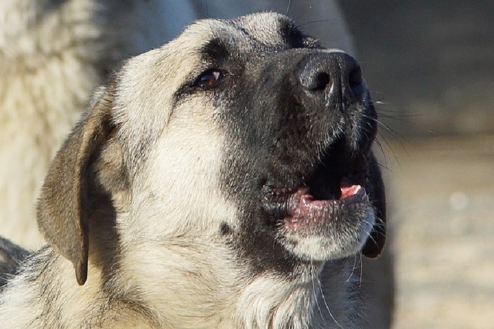 Бездомная собака разорвала лицо двухлетнему ребенку в Красноярске