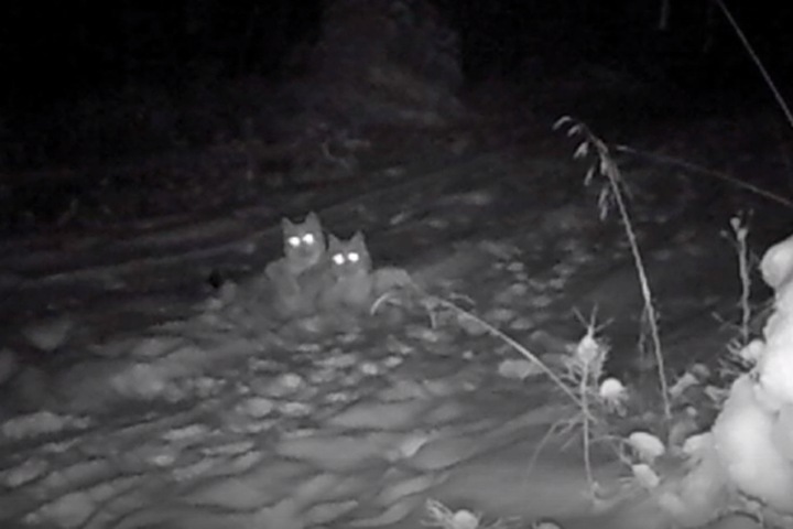 Игры рысят попали на камеру в Прибайкальском нацпарке Игры рысят попали на камеру в Прибайкальском нацпарке