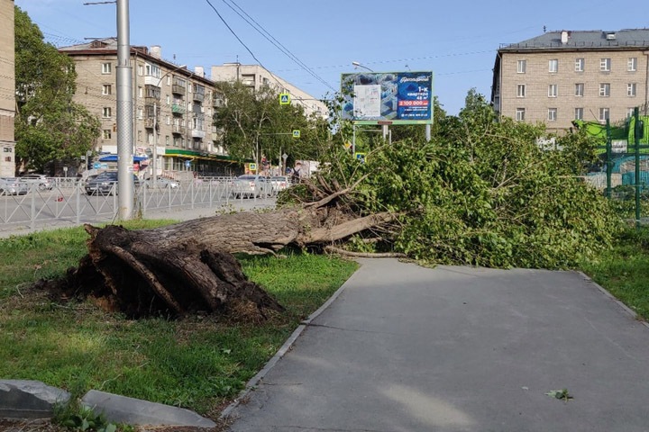 Новосибирца убило веткой тополя во время урагана