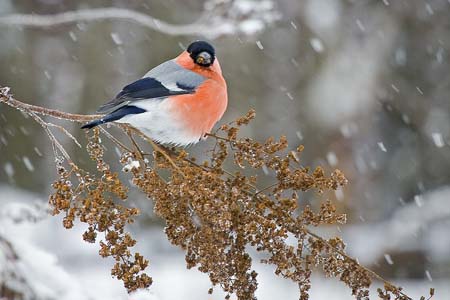 Экстренное предупреждение передано в Новосибирской области из-за снега и усиления ветра Экстренное предупреждение передано в Новосибирской области из-за снега и усиления ветра