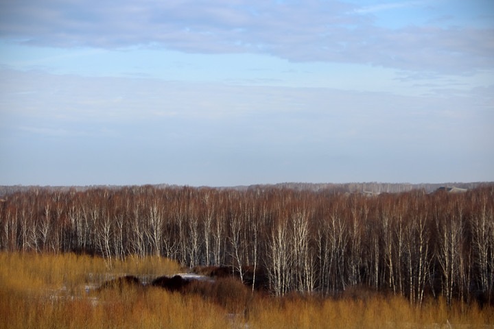 Глава новосибирского минприроды раскритиковал свободный сбор валежника Глава новосибирского минприроды раскритиковал свободный сбор валежника