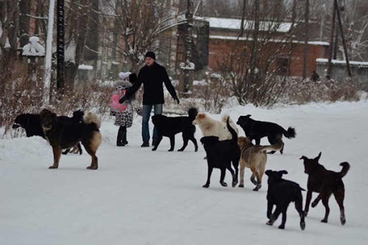 Родственники рассказали о состоянии искусанной собаками жительницы Улан-Удэ Родственники рассказали о состоянии искусанной собаками жительницы Улан-Удэ