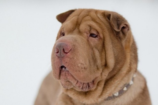 Пьяный иркутянин зарезал себя, пытаясь убить собаку Пьяный иркутянин зарезал себя, пытаясь убить собаку