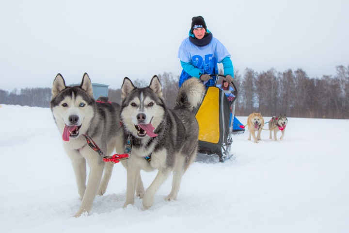 Хаскифест: как новосибирцы отметили 23 февраля. Фото