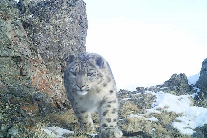 Снежных барсов пересчитают на Алтае