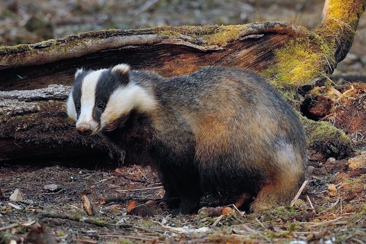 Сибирь за неделю: красноярские барсуки и барнаульские антиквары Сибирь за неделю: красноярские барсуки и барнаульские антиквары