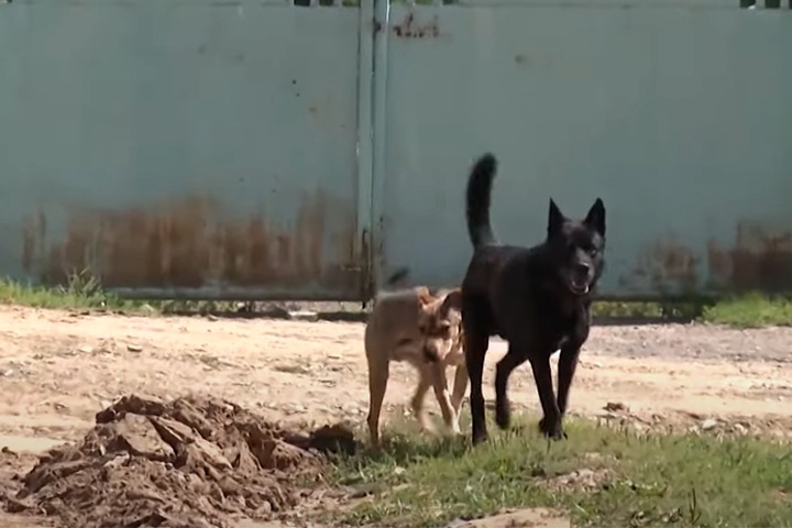 Житель Забайкалья заболел бешенством