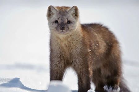 Крупная пушная ярмарка впервые пройдет в Томской области 