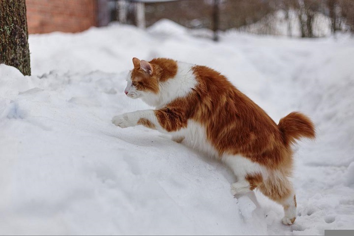 Красноярский суд взял под арест кота Бэтмена
