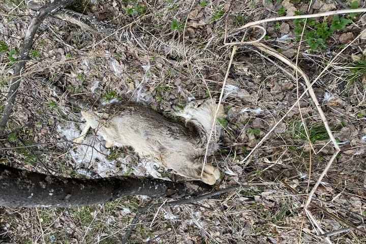 Десятки трупов косуль обнаружили в красноярском заказнике