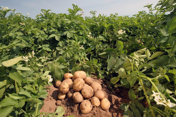 Китайцы построят крупнейший картофельный комплекс в Новосибирской области