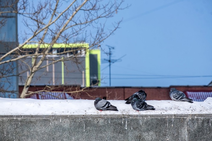 Потепление придет в Новосибирскую область Потепление придет в Новосибирскую область