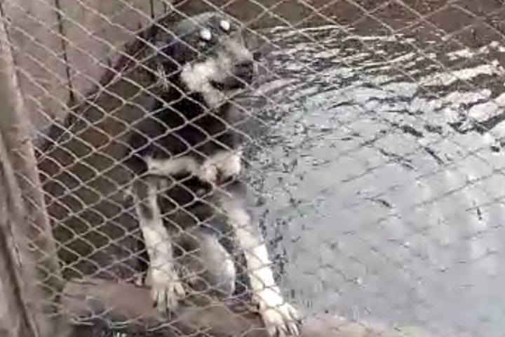 Заброшенный приют для животных затапливает в Красноярском крае Заброшенный приют для животных затапливает в Красноярском крае