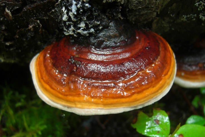 Ученые предложили лечить рак дальневосточными грибами