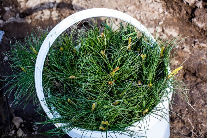 Минприроды разрешило рубить на продажу в 1,5 раза больше сибирского кедра