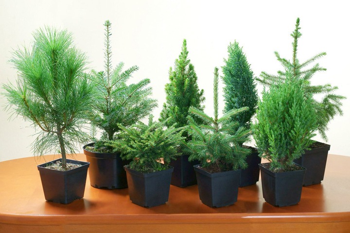 Томские ученые ускорили рост хвойных деревьев в десять раз