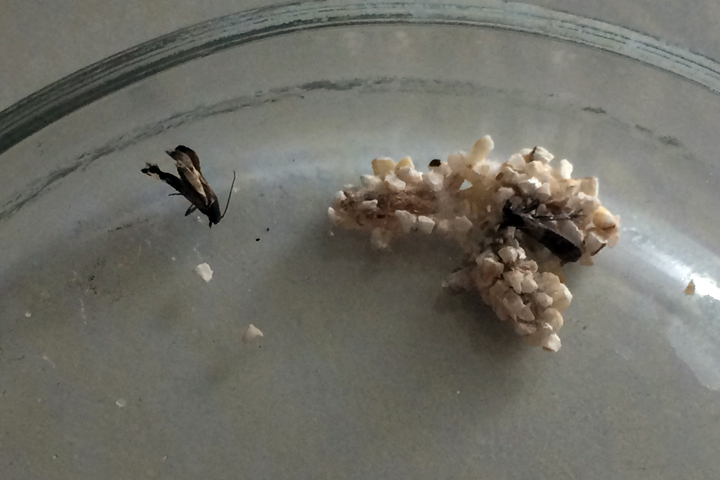 Крупу с гусеницами нашли в новосибирских детских лагерях