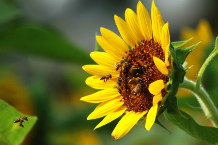 Август в Новосибирской области будет жарким, с дождями и грозами