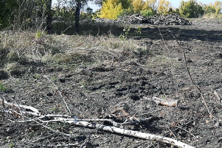 Новосибирские власти разрешили вырубить почти 13 тыс. деревьев под ЛДС Новосибирские власти разрешили вырубить почти 13 тыс. деревьев под ЛДС