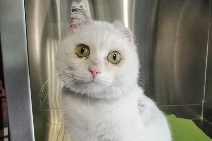 Кота облили химикатами и сбросили в уличный туалет под Новосибирском Кота облили химикатами и сбросили в уличный туалет под Новосибирском