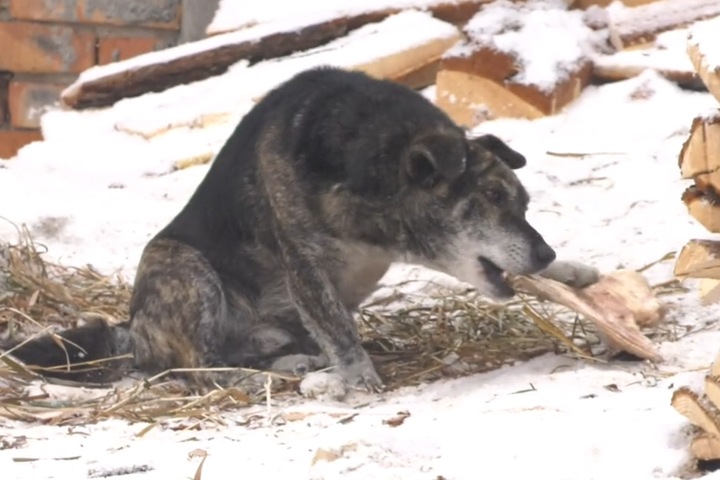 Напавших на жительницу Бурятии собаки усыпят