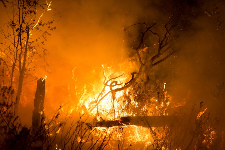 Власти решили не тушить лес в Сибири из-за экономической нецелесообразности