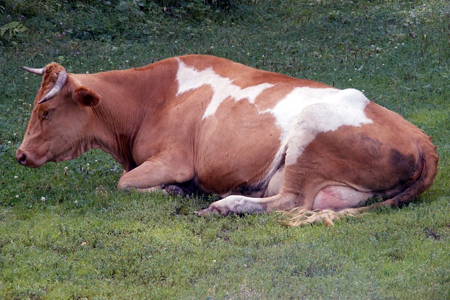 Китайская компания вложит 3 млрд в томское животноводство Китайская компания вложит 3 млрд в томское животноводство