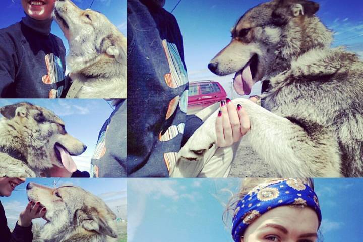 Новосибирец признался в убийстве собаки своей девушки из-за ревности