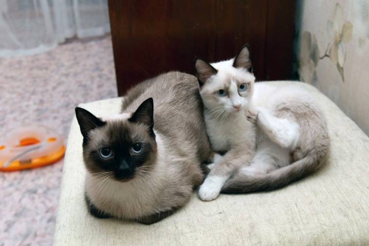 Как переживают эпидемию в деревнях и зачем снимать жилье кошкам. Сибирь за неделю Как переживают эпидемию в деревнях и зачем снимать жилье кошкам. Сибирь за неделю