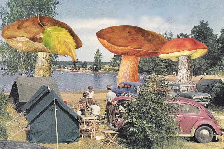 Европейские ученые проверят томские грибы Европейские ученые проверят томские грибы