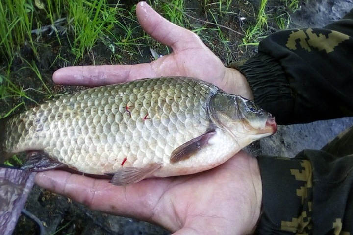 Первую в истории партию новосибирского карася отправили в Китай