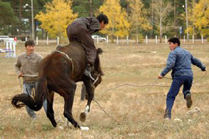 Директор бурятской госконюшни переплатил за ее ремонт 66 млн рублей — СК РФ